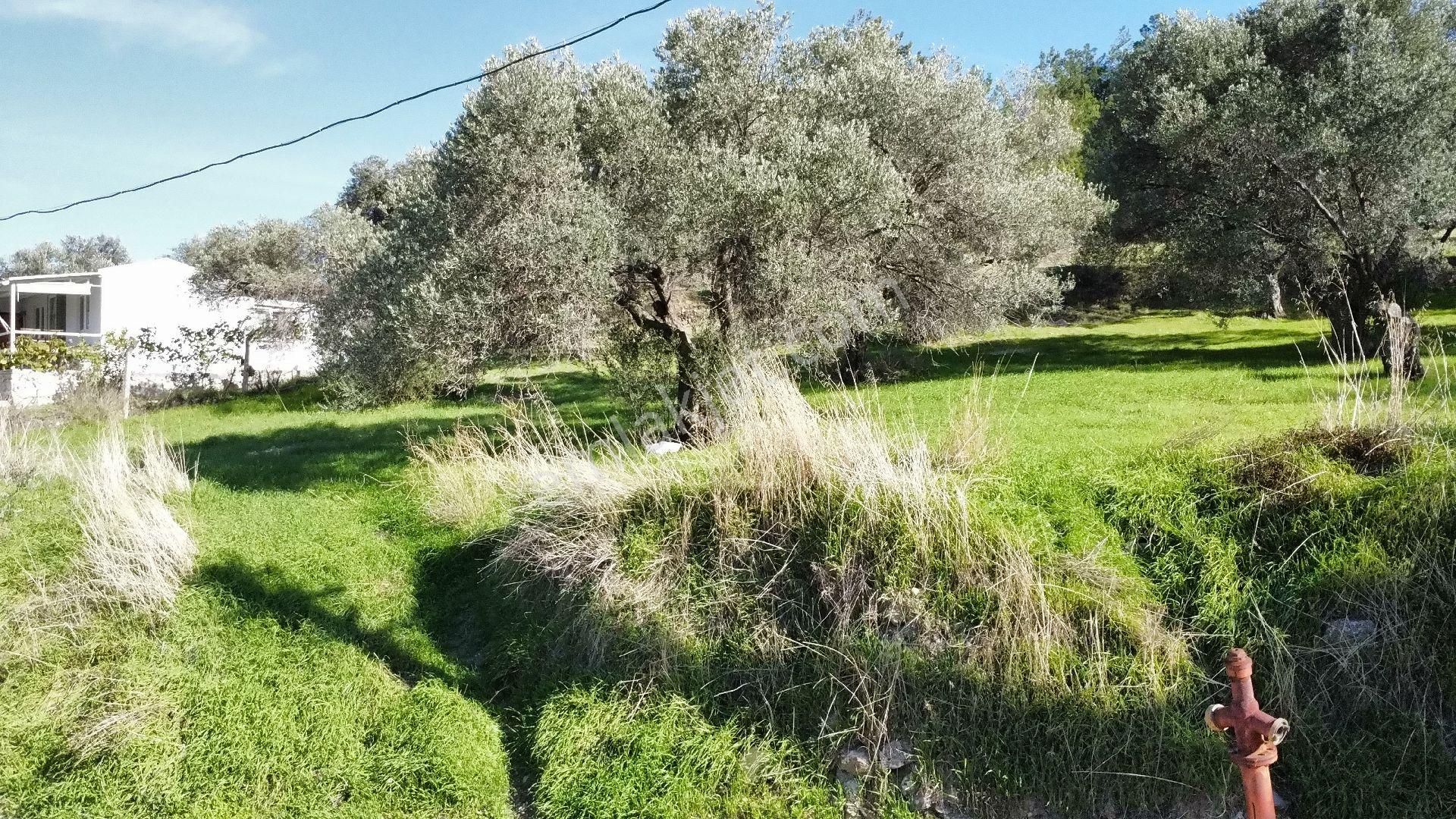 Mordoğan Köyünün Merkezinde 5.639 M2 Zeytin Ağaçlı Satılık Tarla - Görsel 12