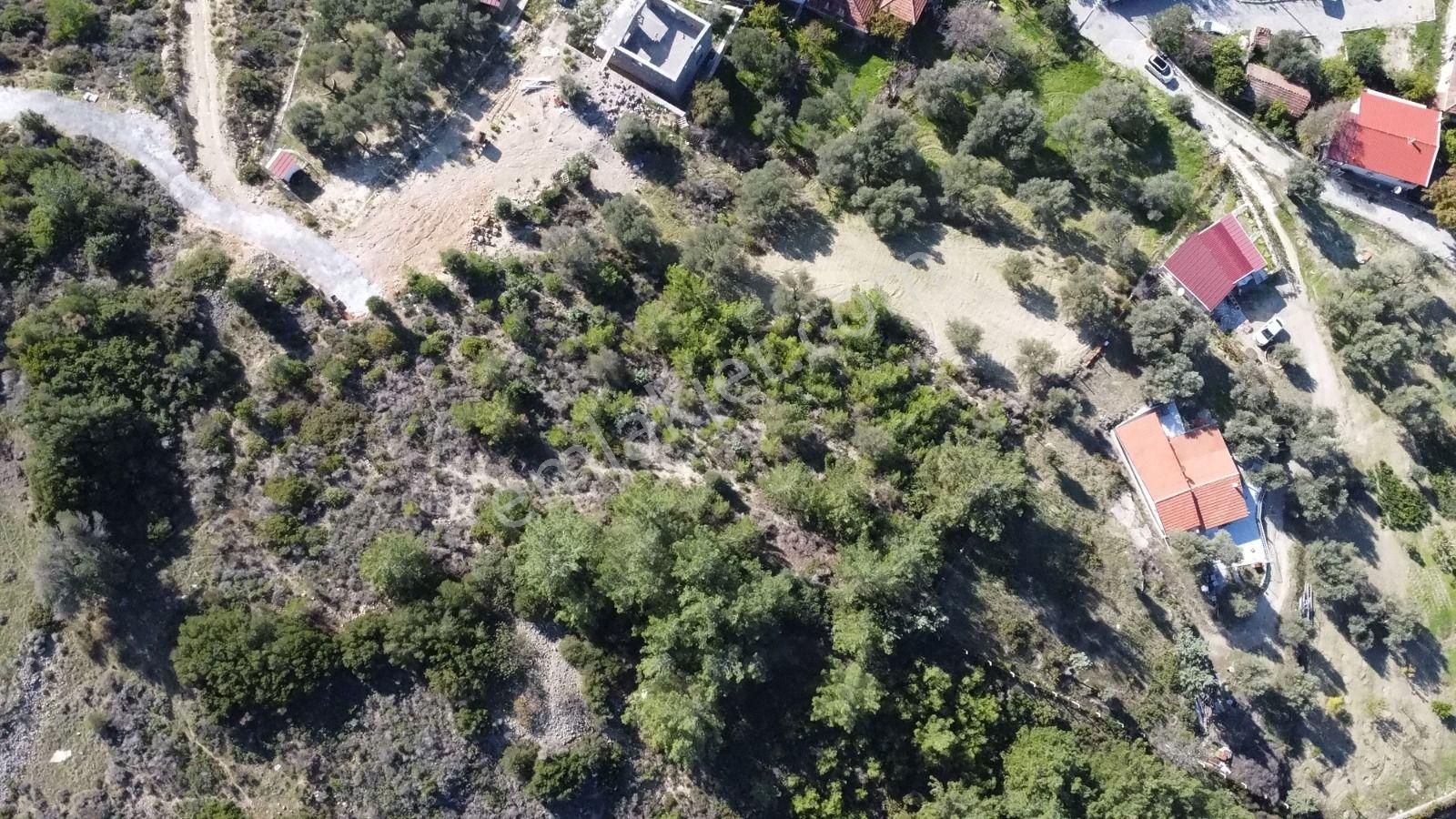 Mordoğan Köyünün Merkezinde 5.639 M2 Zeytin Ağaçlı Satılık Tarla - Görsel 7