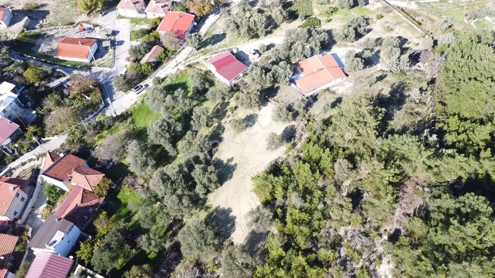 Mordoğan Köyünün Merkezinde 5.639 M2 Zeytin Ağaçlı Satılık Tarla - Görsel 5