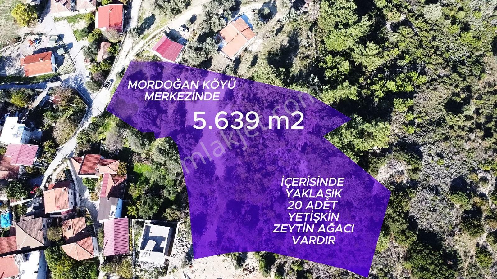 Mordoğan Köyünün Merkezinde 5.639 M2 Zeytin Ağaçlı Satılık Tarla