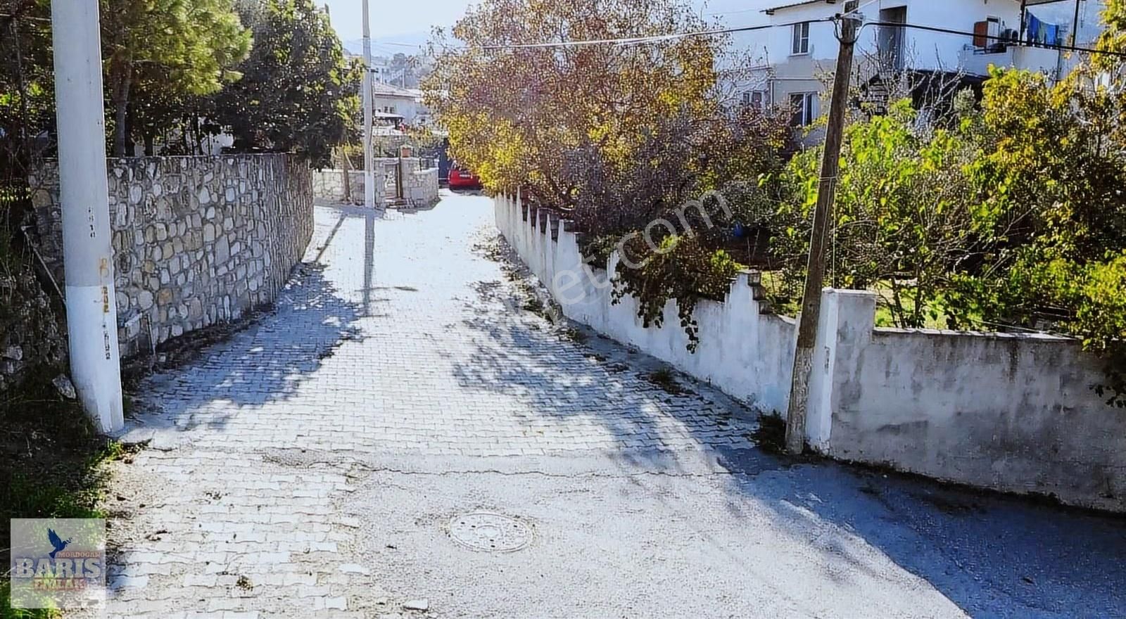 Mordoğan Köyünün Merkezinde 5.639 M2 Zeytin Ağaçlı Satılık Tarla - Görsel 2