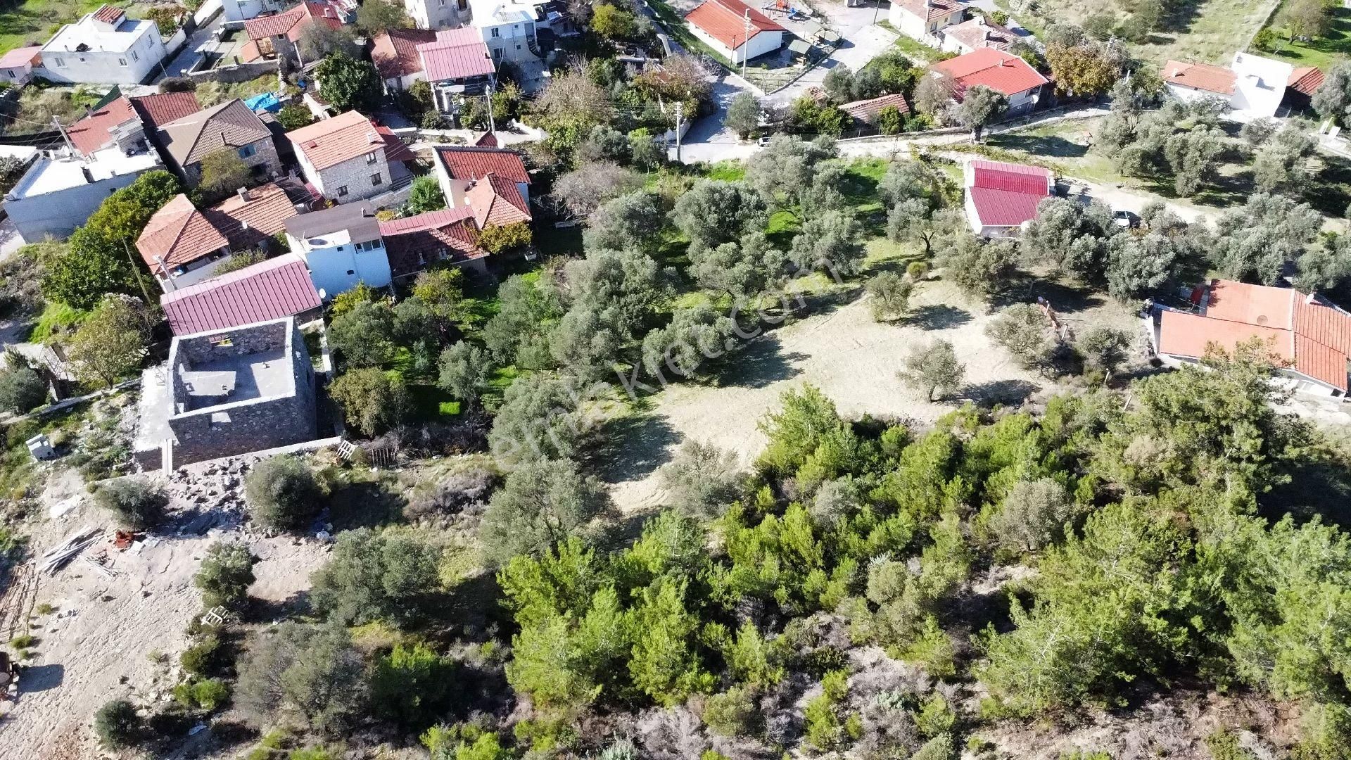 Mordoğan Köyünün Merkezinde 5.639 M2 Zeytin Ağaçlı Satılık Tarla - Görsel 8