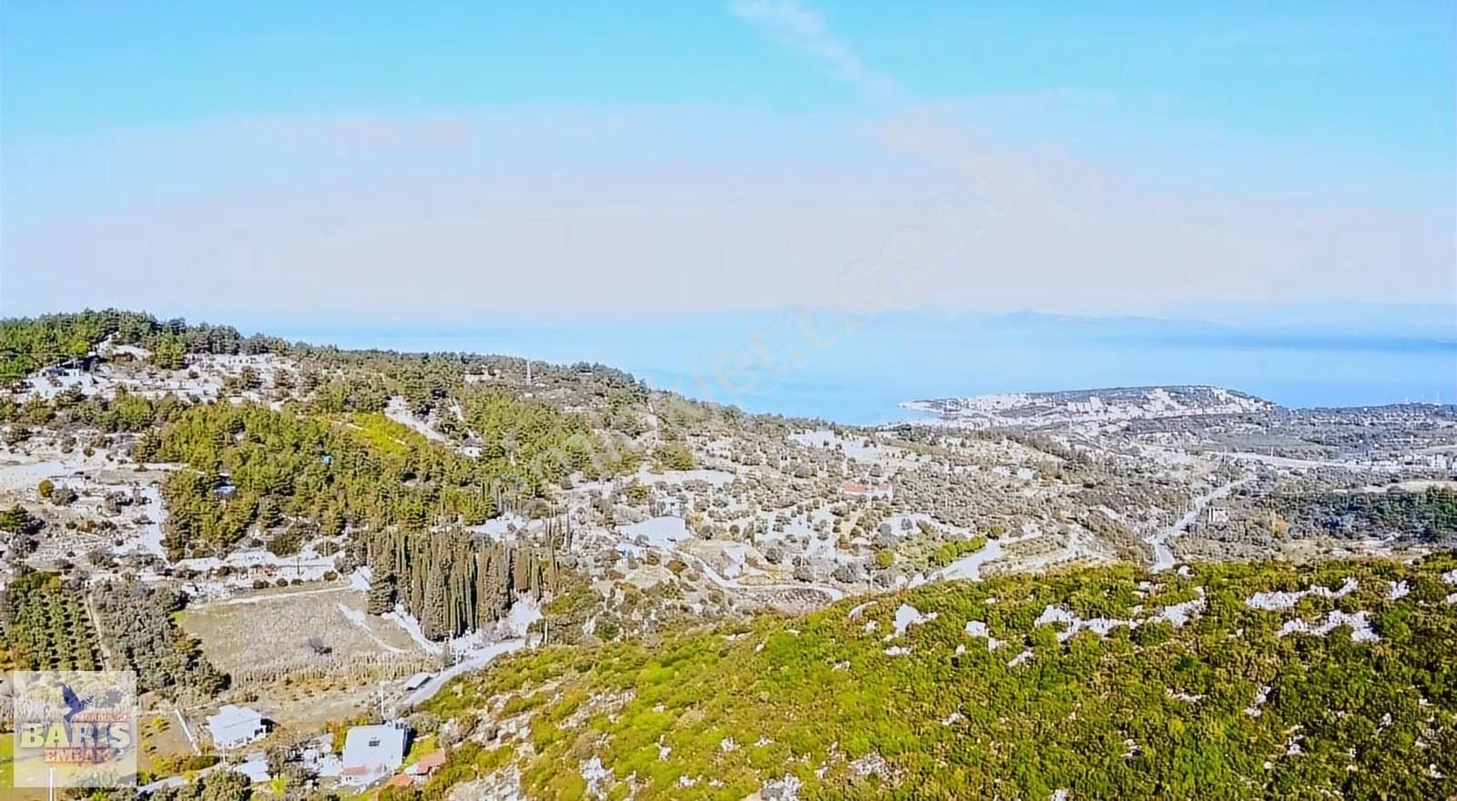 Mordoğan Köyünün Merkezinde 5.639 M2 Zeytin Ağaçlı Satılık Tarla - Görsel 3