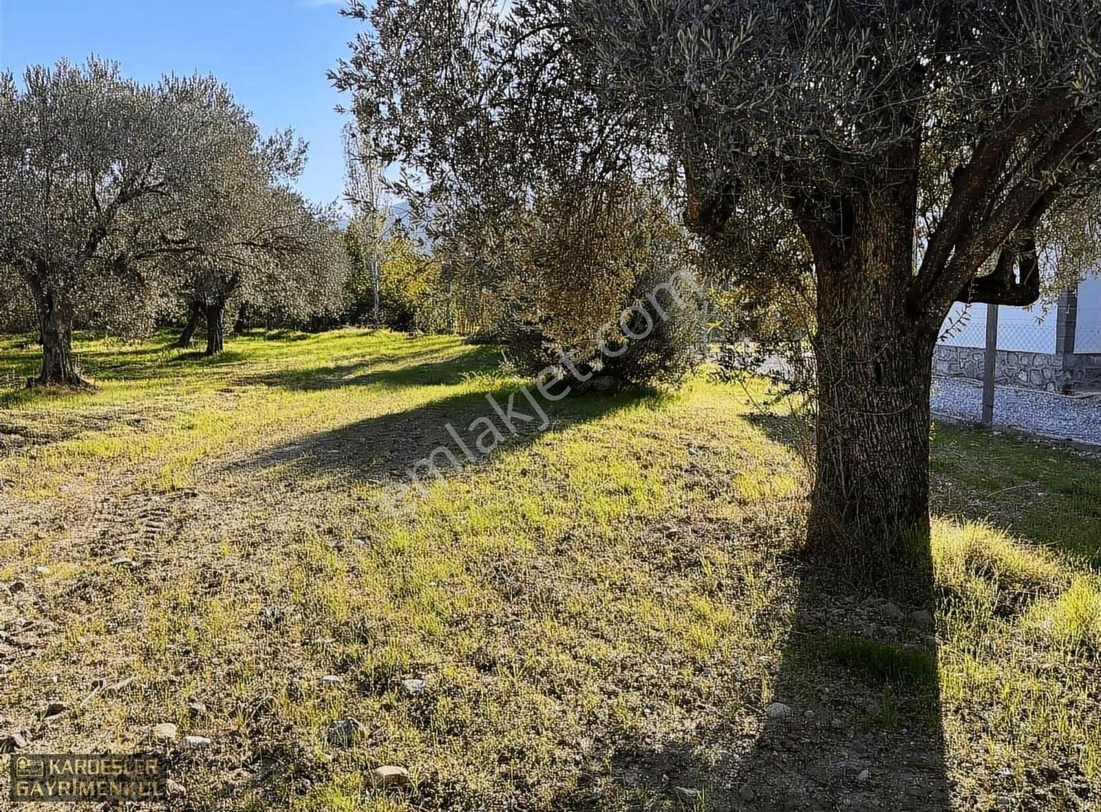 Satılık Yeniceköy De Zeytinlik - Görsel 18