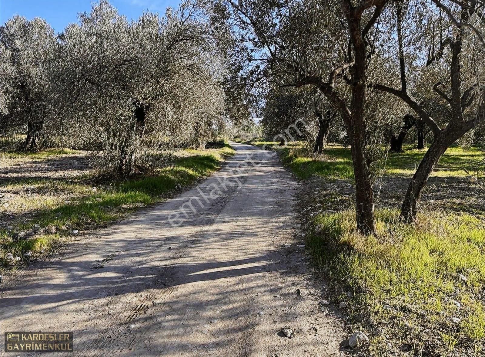 Satılık Yeniceköy De Zeytinlik - Görsel 5