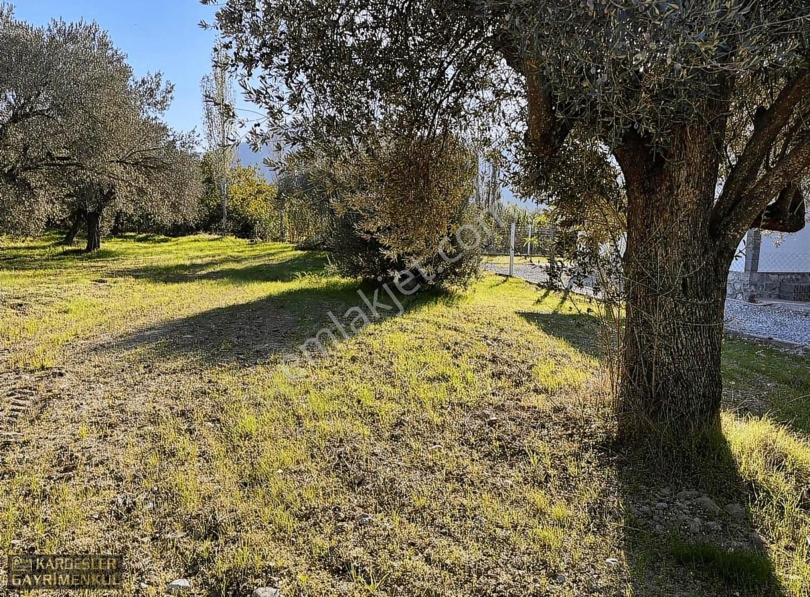 Satılık Yeniceköy De Zeytinlik - Görsel 3