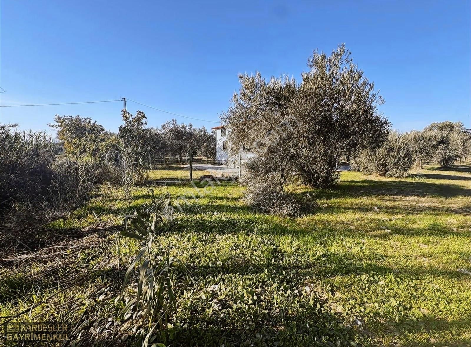 Satılık Yeniceköy De Zeytinlik - Görsel 21