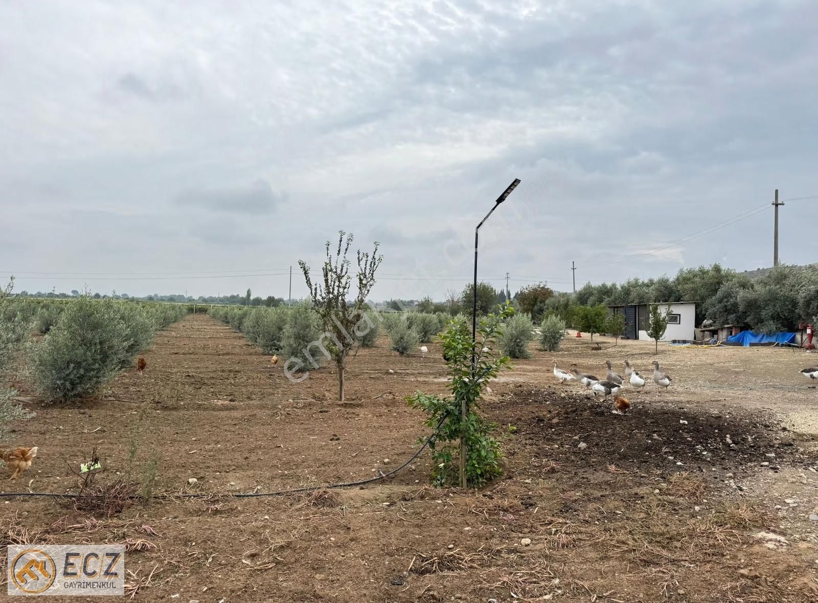 Ecz Gayrimenkul Den Satılık Yatırımlık Zeytinlik Ilıca Mh - Görsel 24
