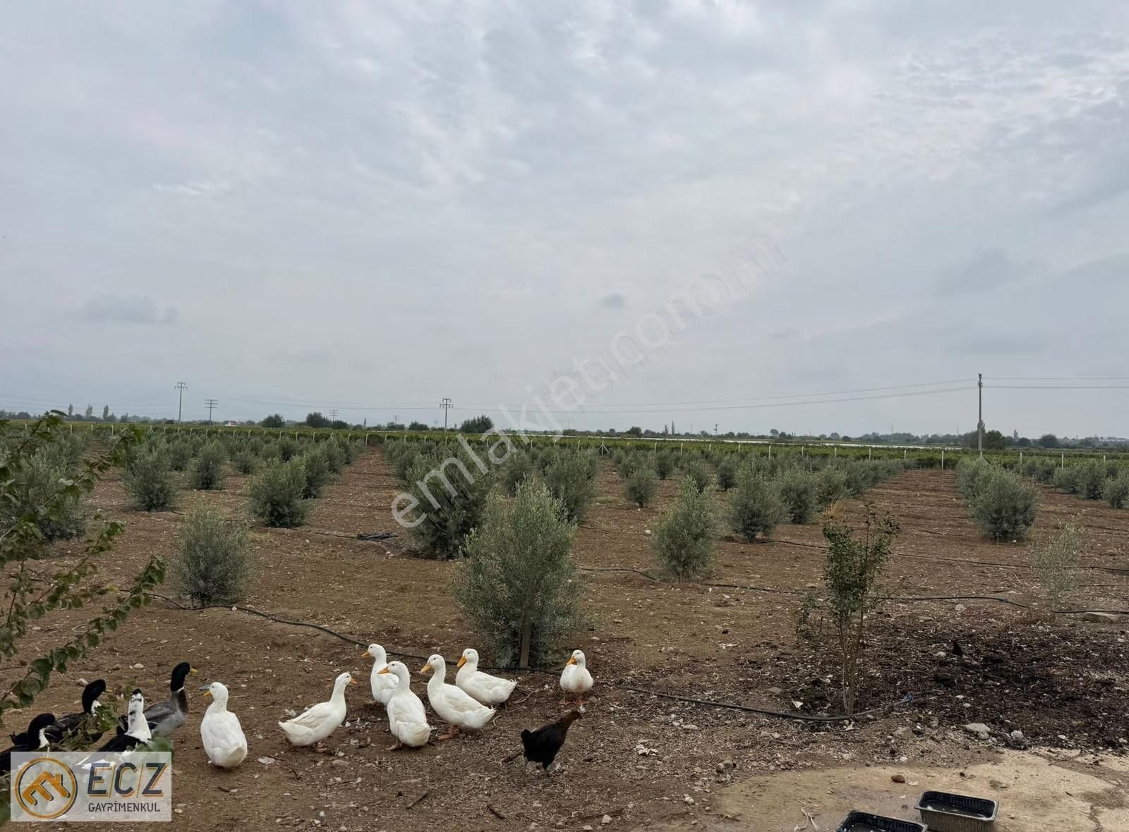 Ecz Gayrimenkul Den Satılık Yatırımlık Zeytinlik Ilıca Mh - Görsel 18