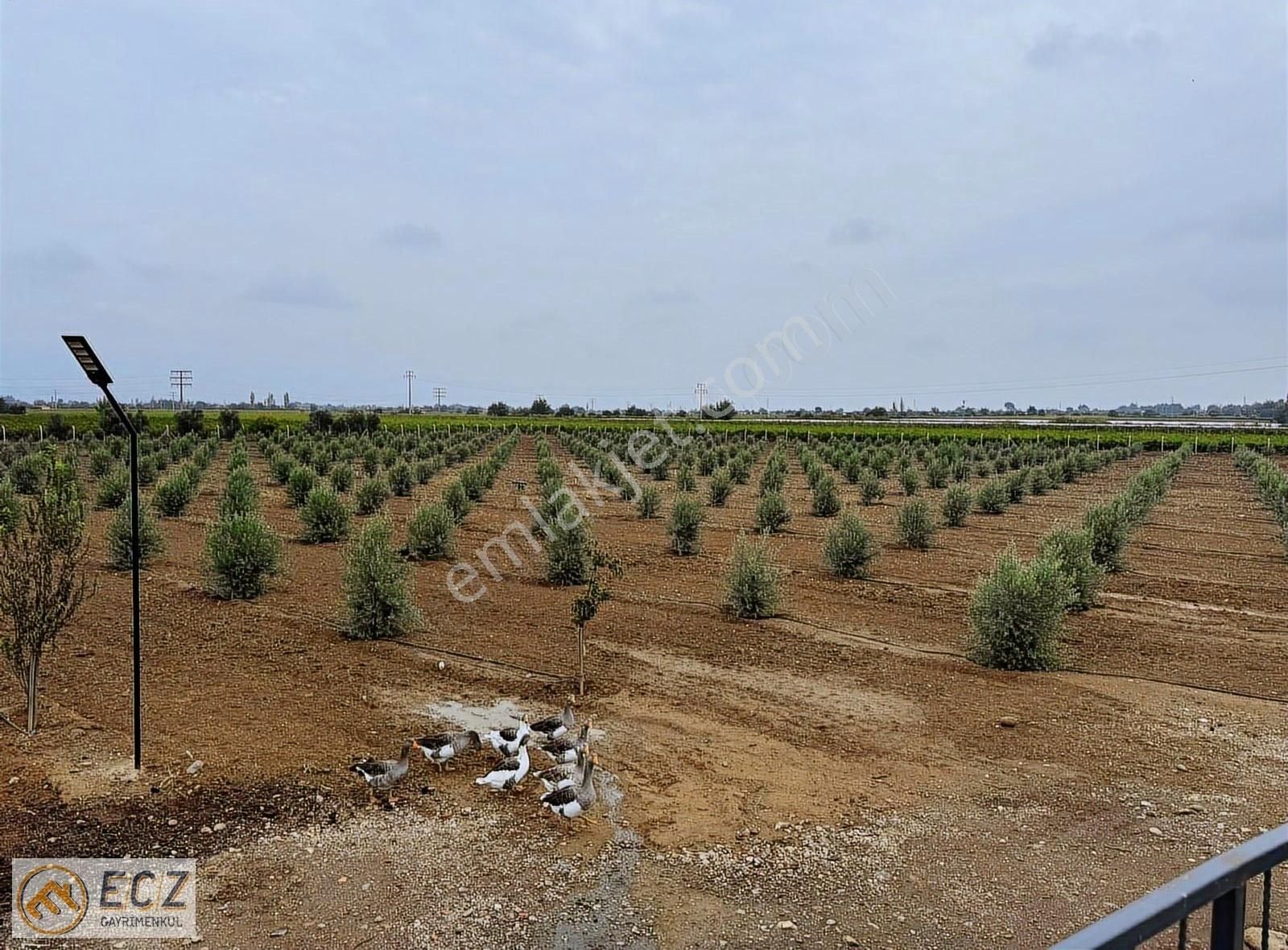 Ecz Gayrimenkul Den Satılık Yatırımlık Zeytinlik Ilıca Mh - Görsel 20