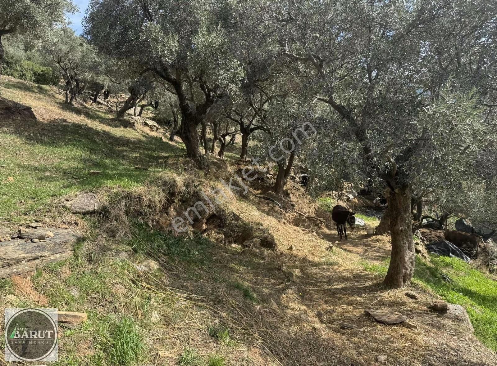 Akçalı Mahallesi İmarlı Arsa - Görsel 2