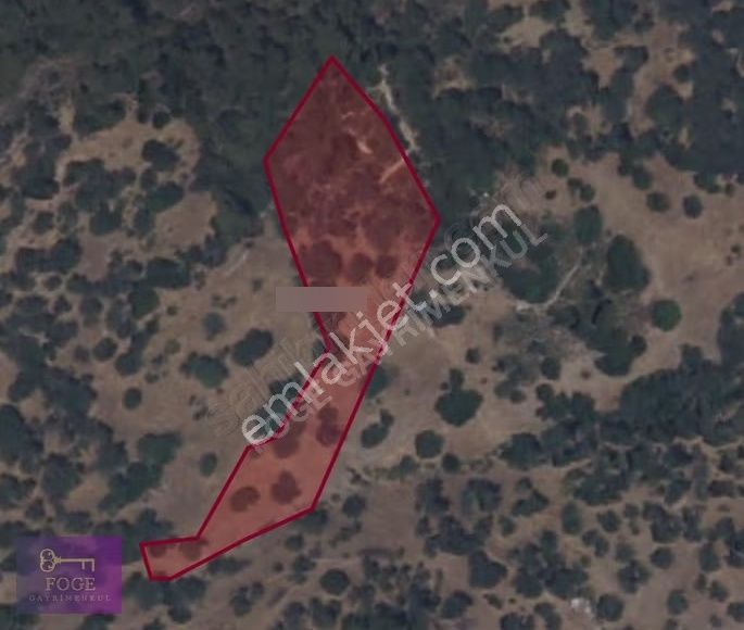 Yenifoça 'da Fırsat Yatırım 5935 Mt2 Satılık Zeytinlik