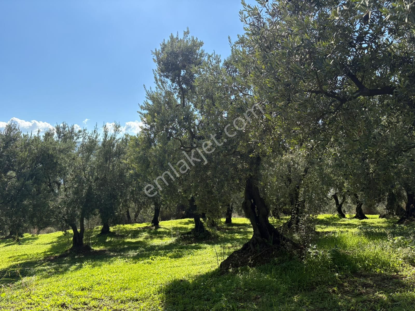 ​engürücük Mahallesinde Satılık Zeytinlik