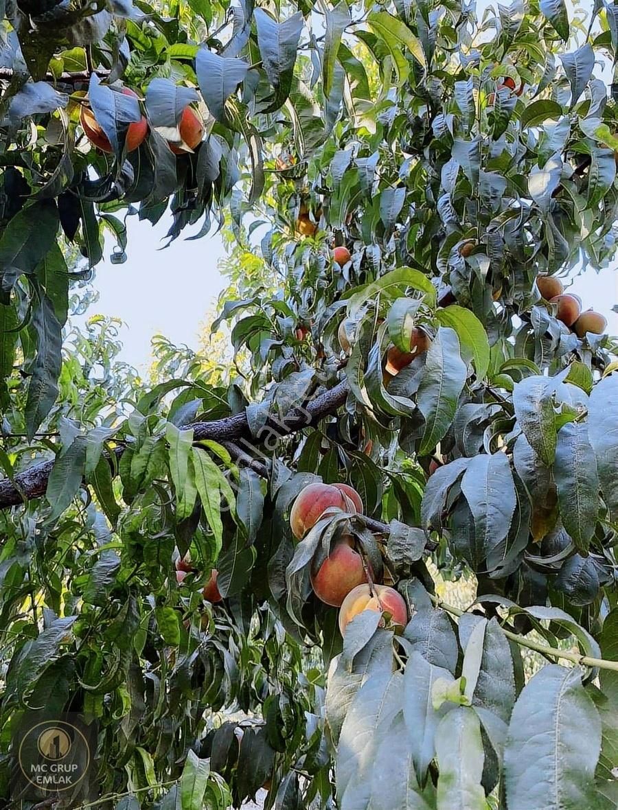 Mc Grup'tan Aşağı Kızılca Ovada Şeftali Bahçesi - Görsel 6