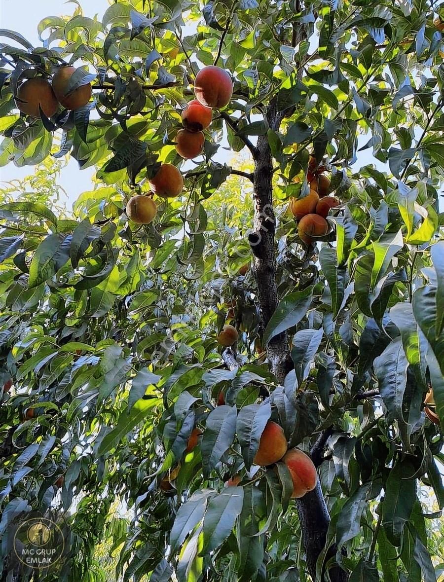 Mc Grup'tan Aşağı Kızılca Ovada Şeftali Bahçesi - Görsel 4