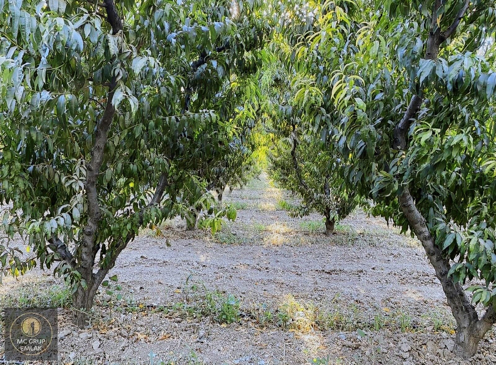 Mc Grup'tan Aşağı Kızılca Ovada Şeftali Bahçesi - Görsel 9