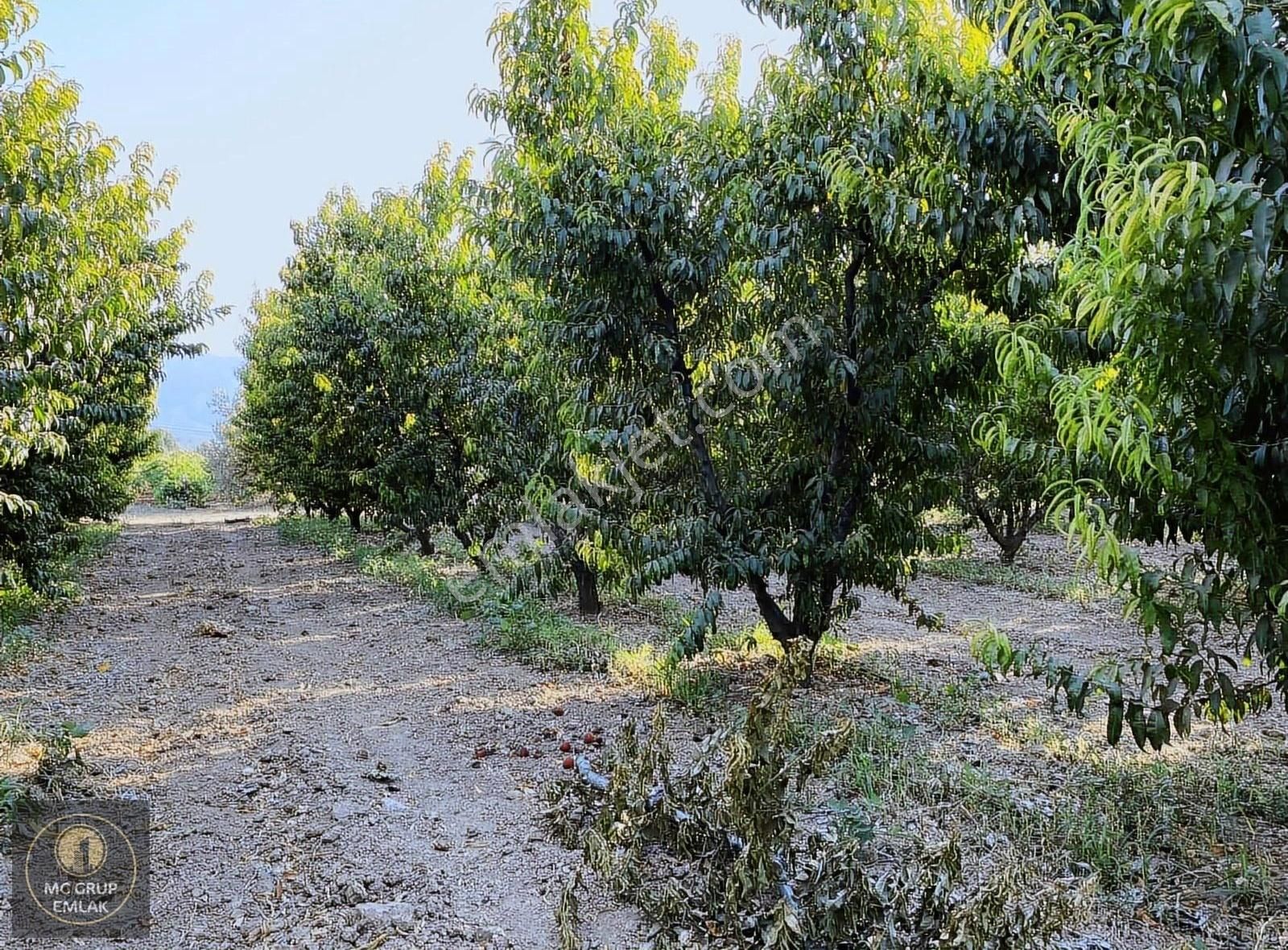 Mc Grup'tan Aşağı Kızılca Ovada Şeftali Bahçesi - Görsel 10