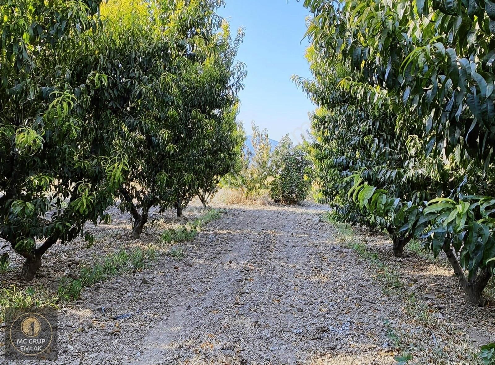 Mc Grup'tan Aşağı Kızılca Ovada Şeftali Bahçesi - Görsel 7