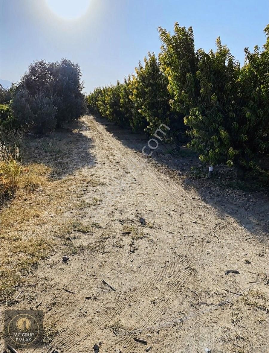 Mc Grup'tan Aşağı Kızılca Ovada Şeftali Bahçesi - Görsel 5