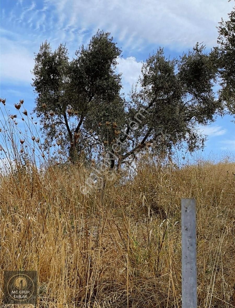 Mc Grup'tan İzmir İstanbul Otobanına Cephe Tek Tapu Arazi - Görsel 7