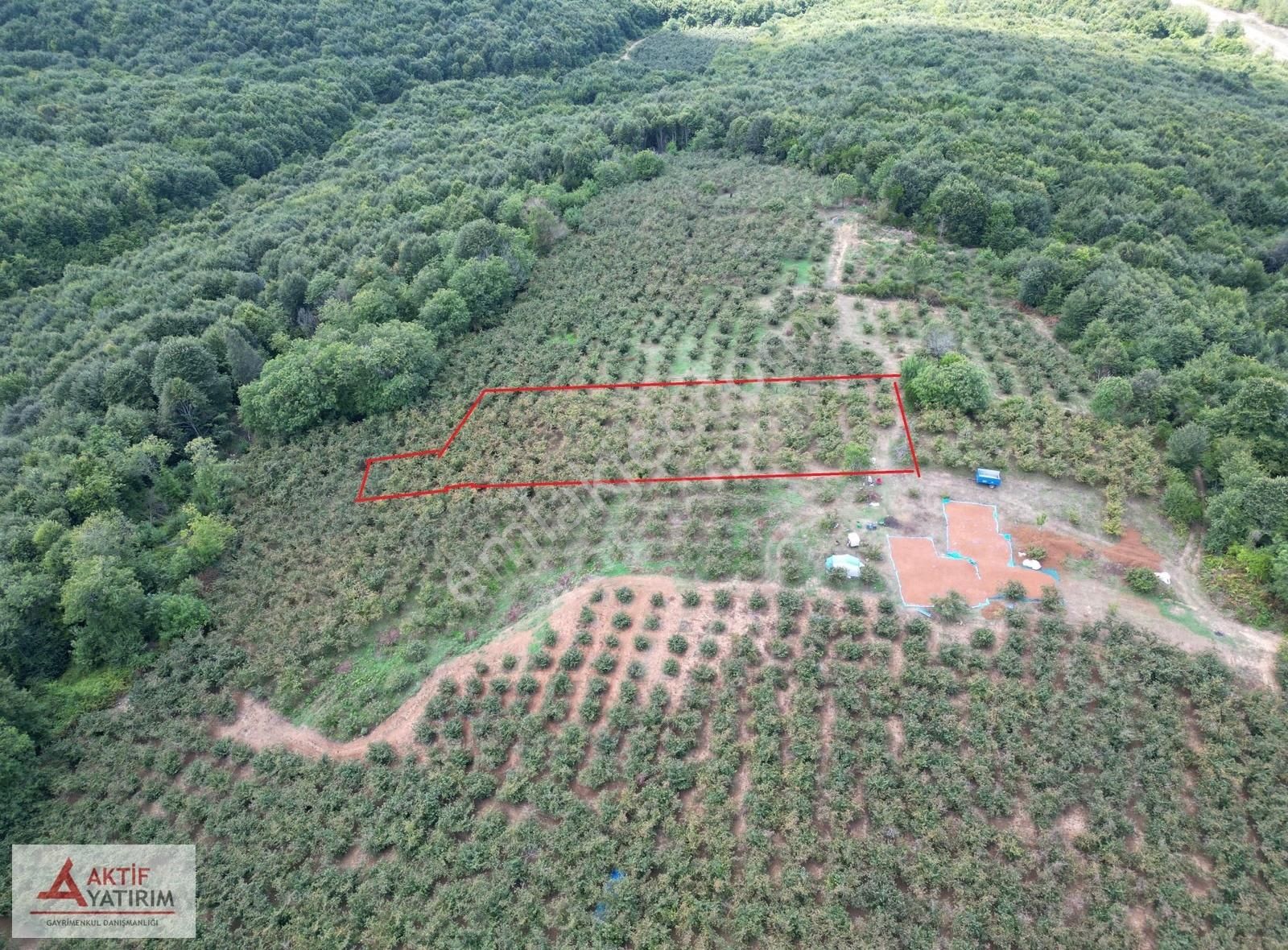 Bollu'da Plajlara Yakın Konumda 1704 M2 Yetişkin Fındık Bahçesi - Görsel 6