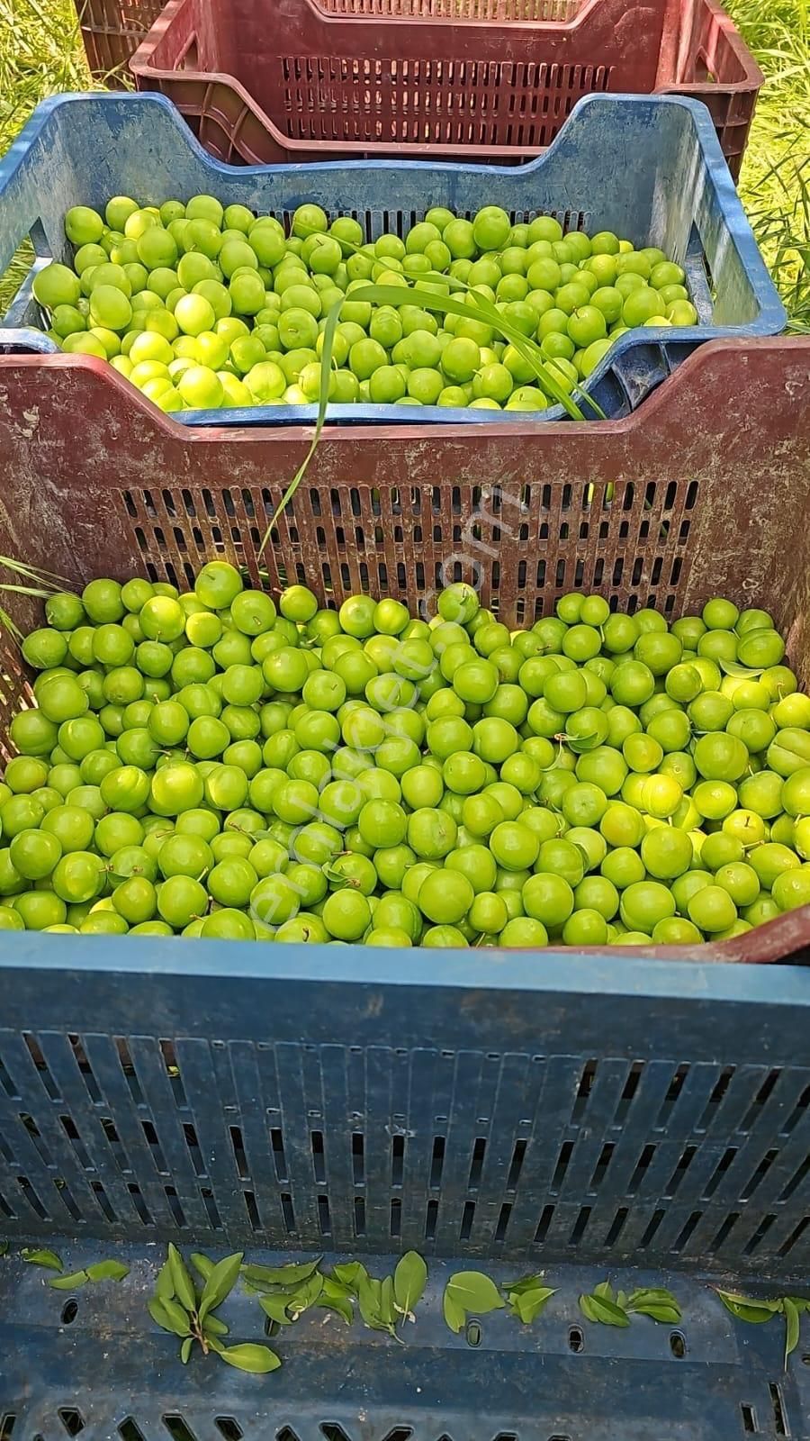 Mut Merkeze 5 Dk Uzaklıkta Su Ve Yol Sorunu Olmayan Bahçe - Görsel 3