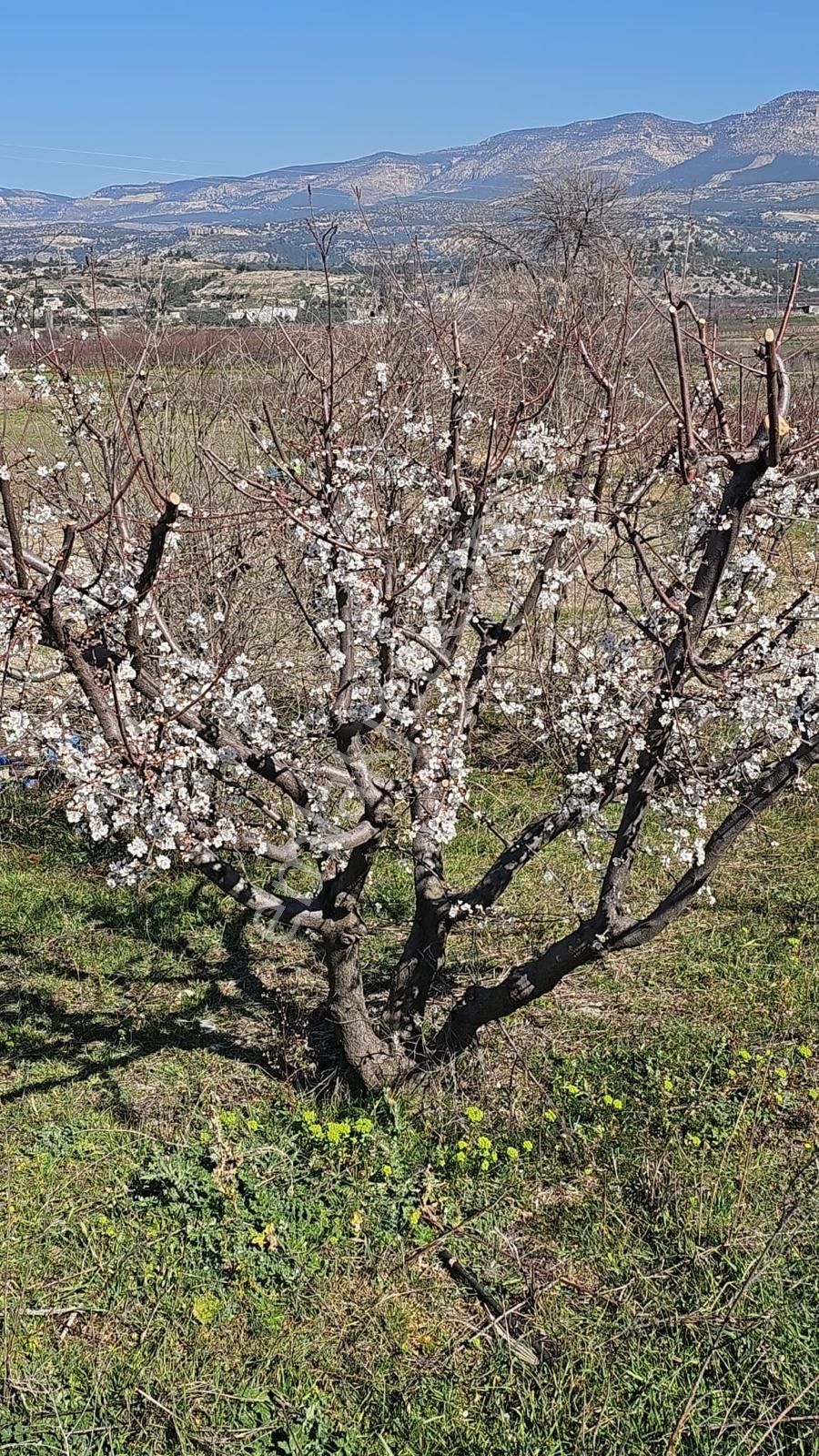 Mut Merkeze 5 Dk Uzaklıkta Su Ve Yol Sorunu Olmayan Bahçe - Görsel 7