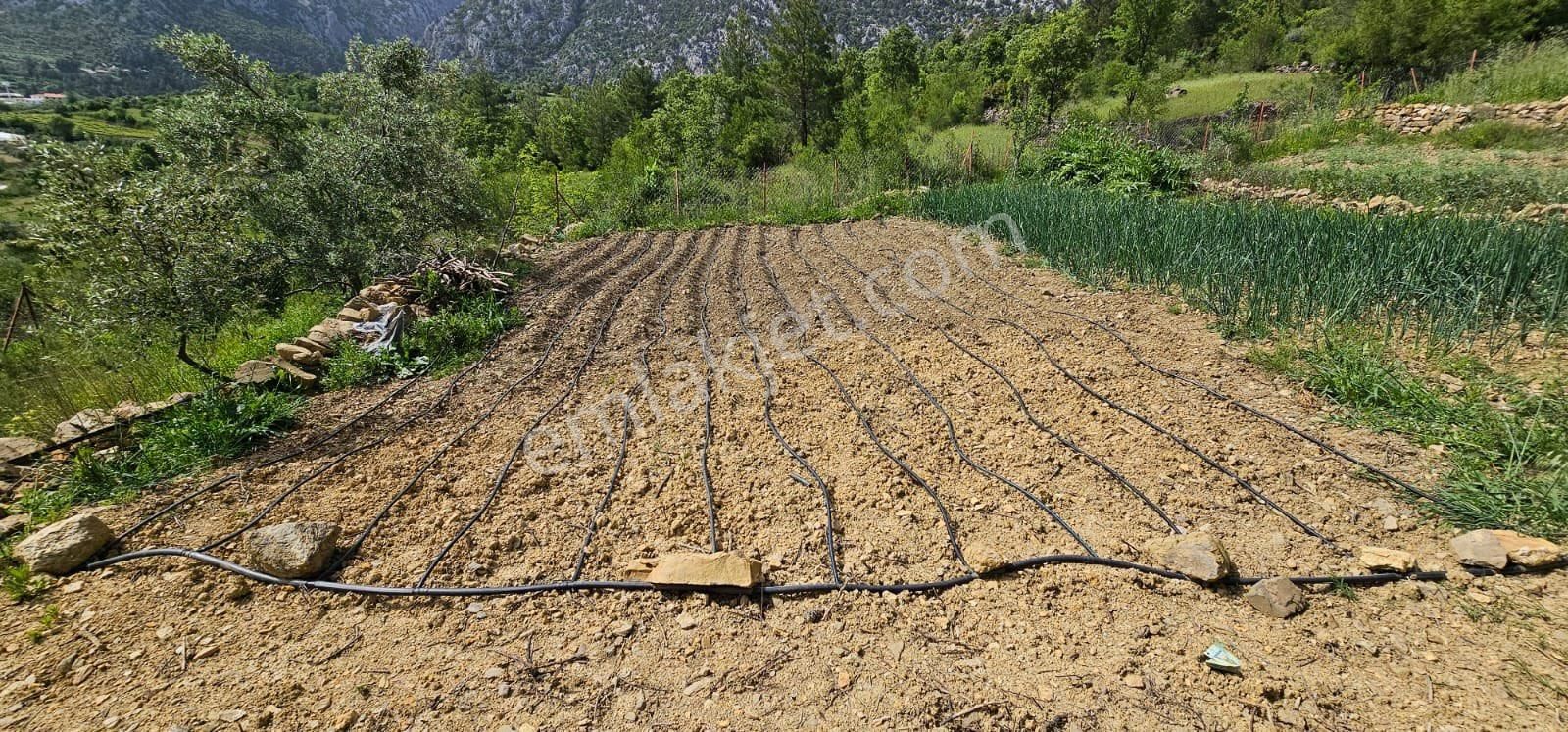 Murtiçi’nde Kendinizi Ayrıcalıklı Hissedeceğiniz 6400m2 Çiftlik - Görsel 30