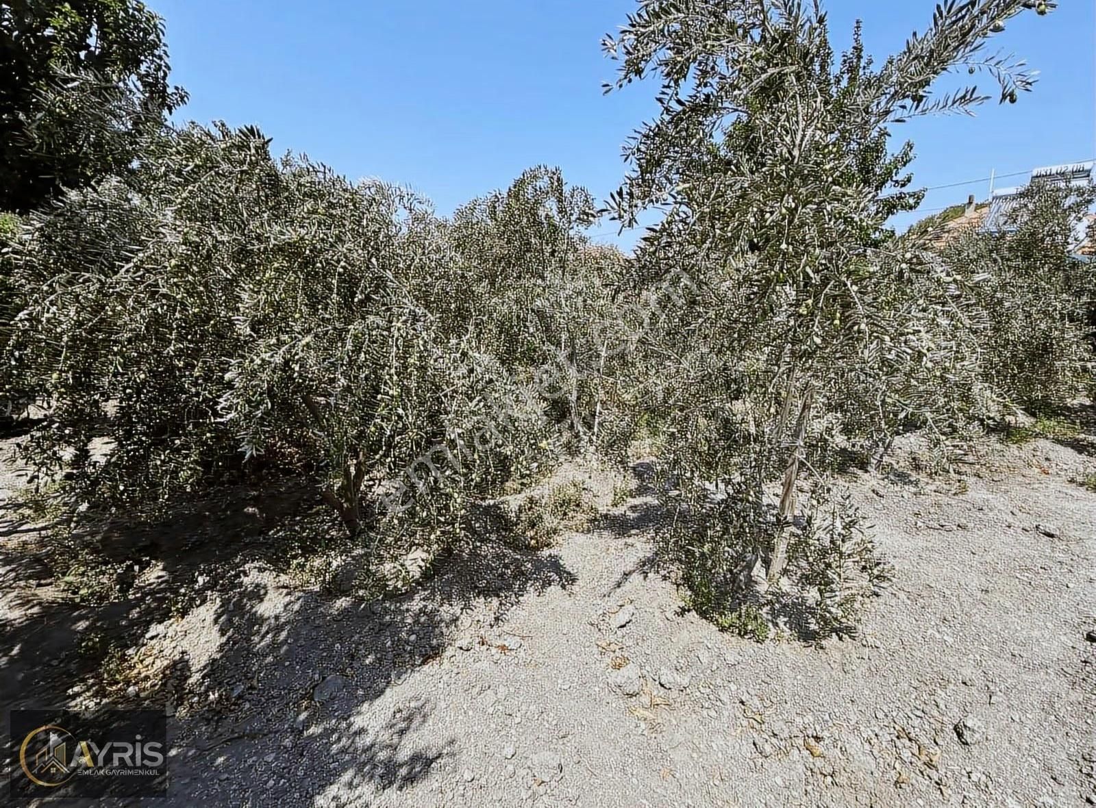 Foça Gerenköy Satılık Müstakil Ev - Görsel 9