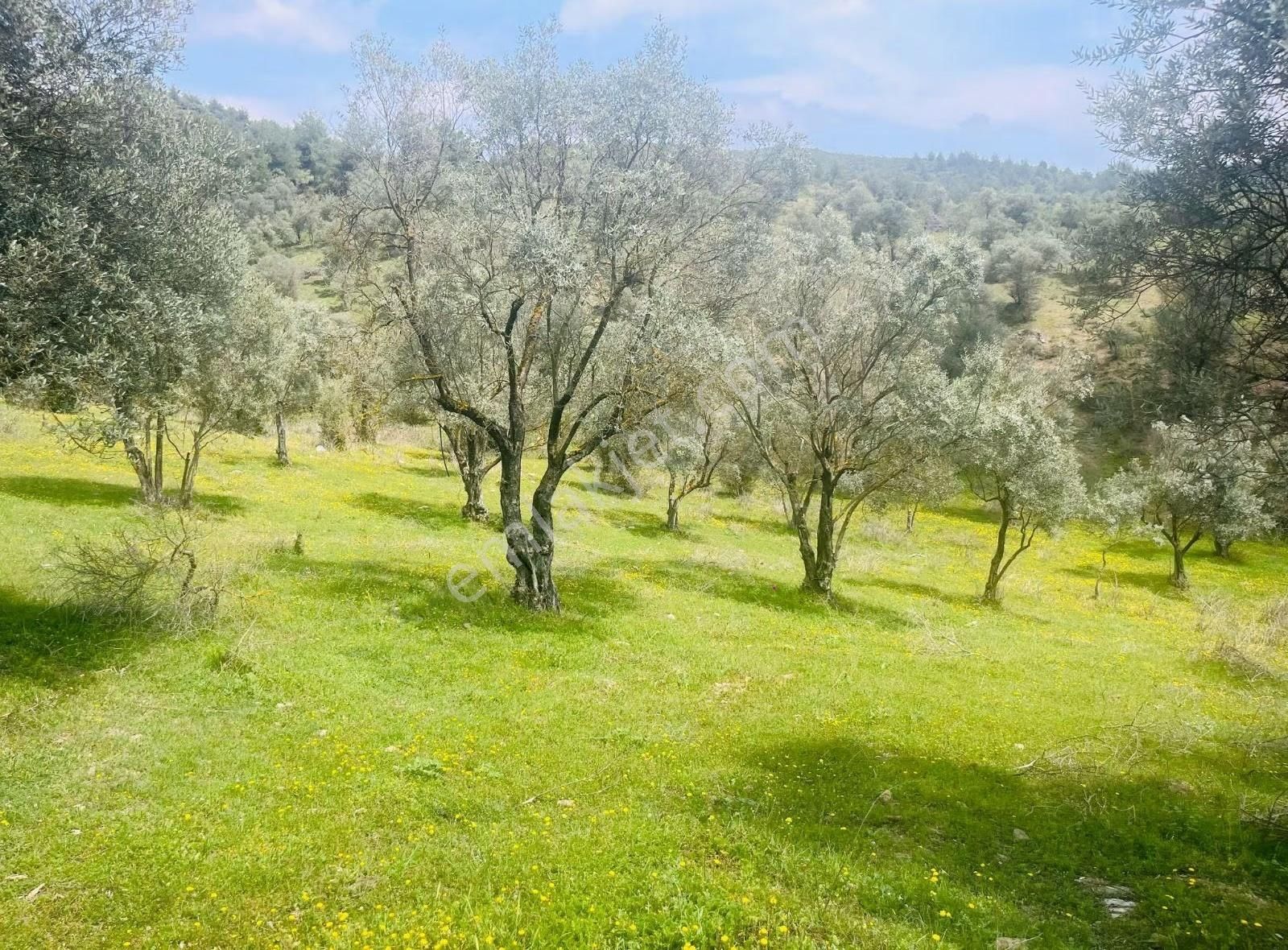 2747 Metre Satılık Zeytin Bahcesi - Görsel 2