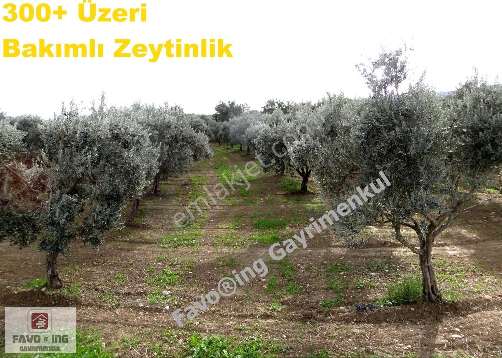 Torbalı Çapak | Anayola 1 Km. | 12.750 M2 Satılık Zeytinlik - Görsel 15