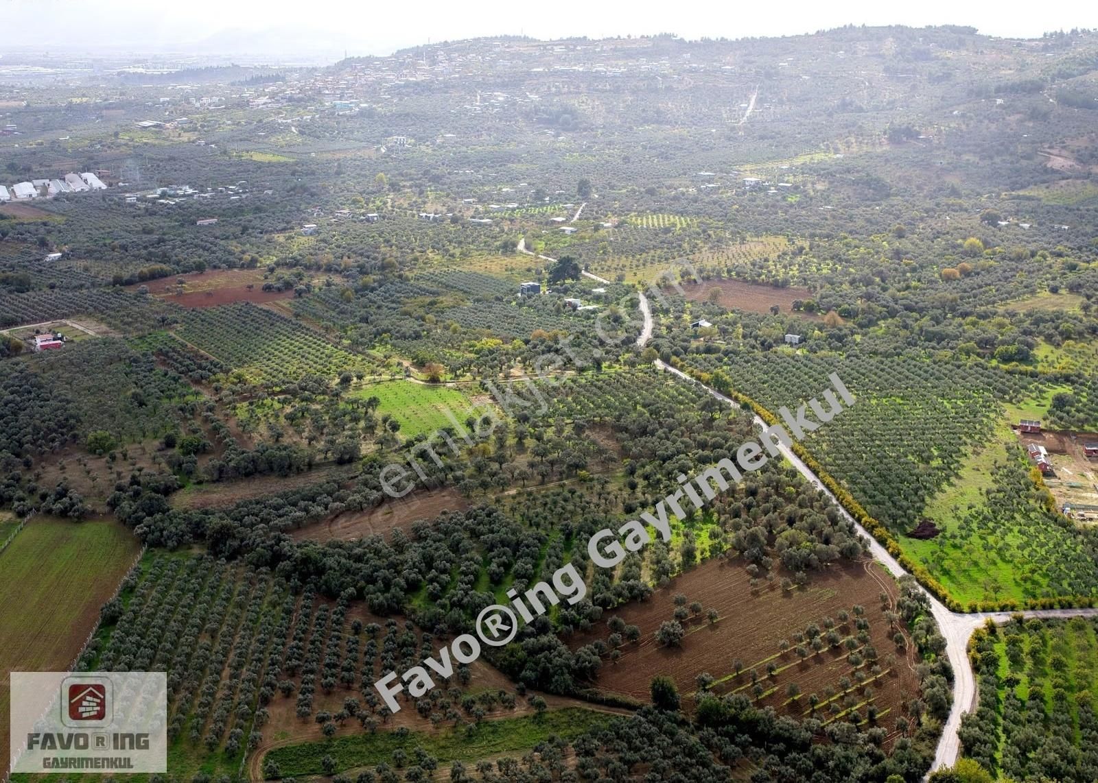 Torbalı Çapak | Anayola 1 Km. | 12.750 M2 Satılık Zeytinlik - Görsel 6