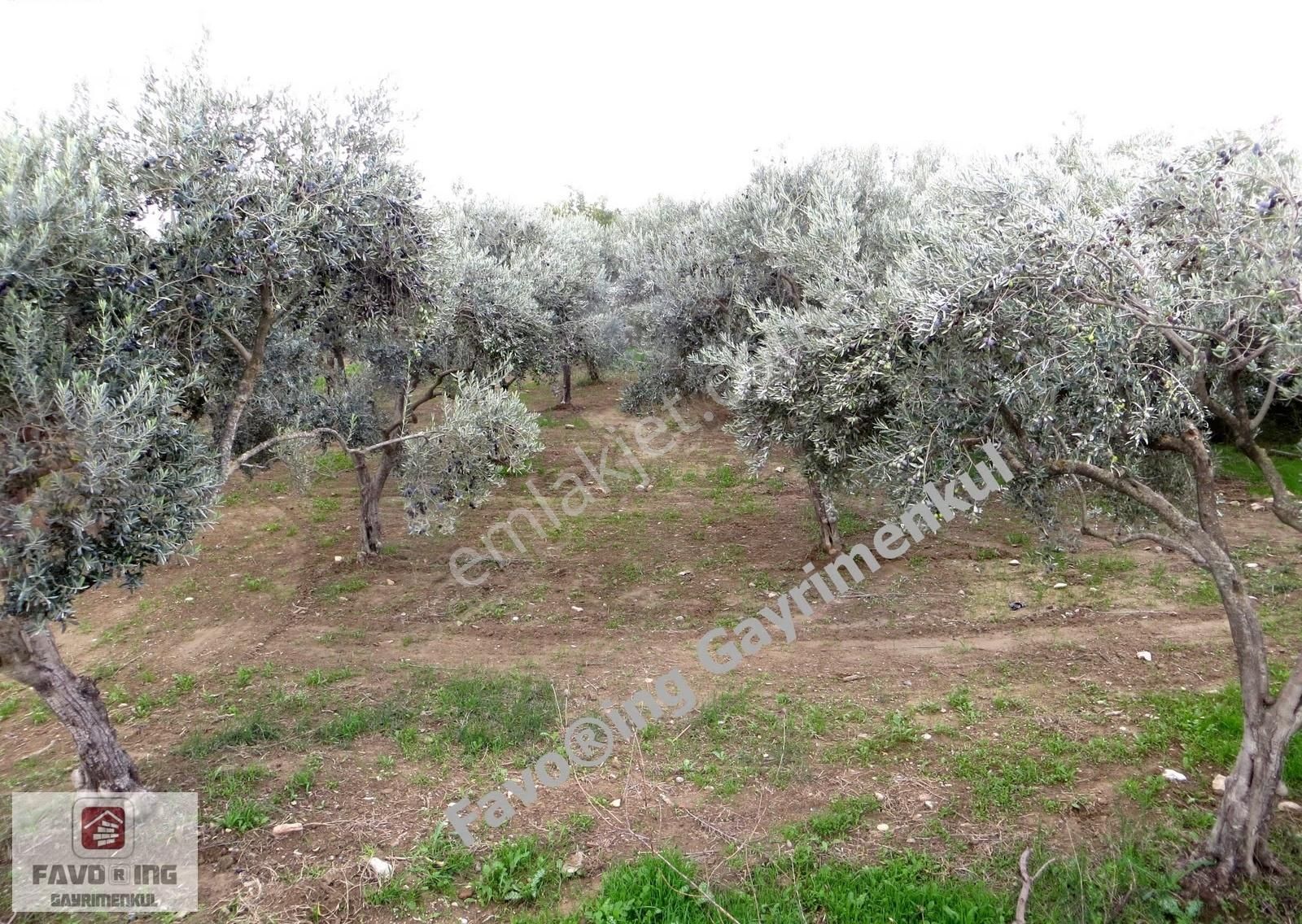 Torbalı Çapak | Anayola 1 Km. | 12.750 M2 Satılık Zeytinlik - Görsel 3
