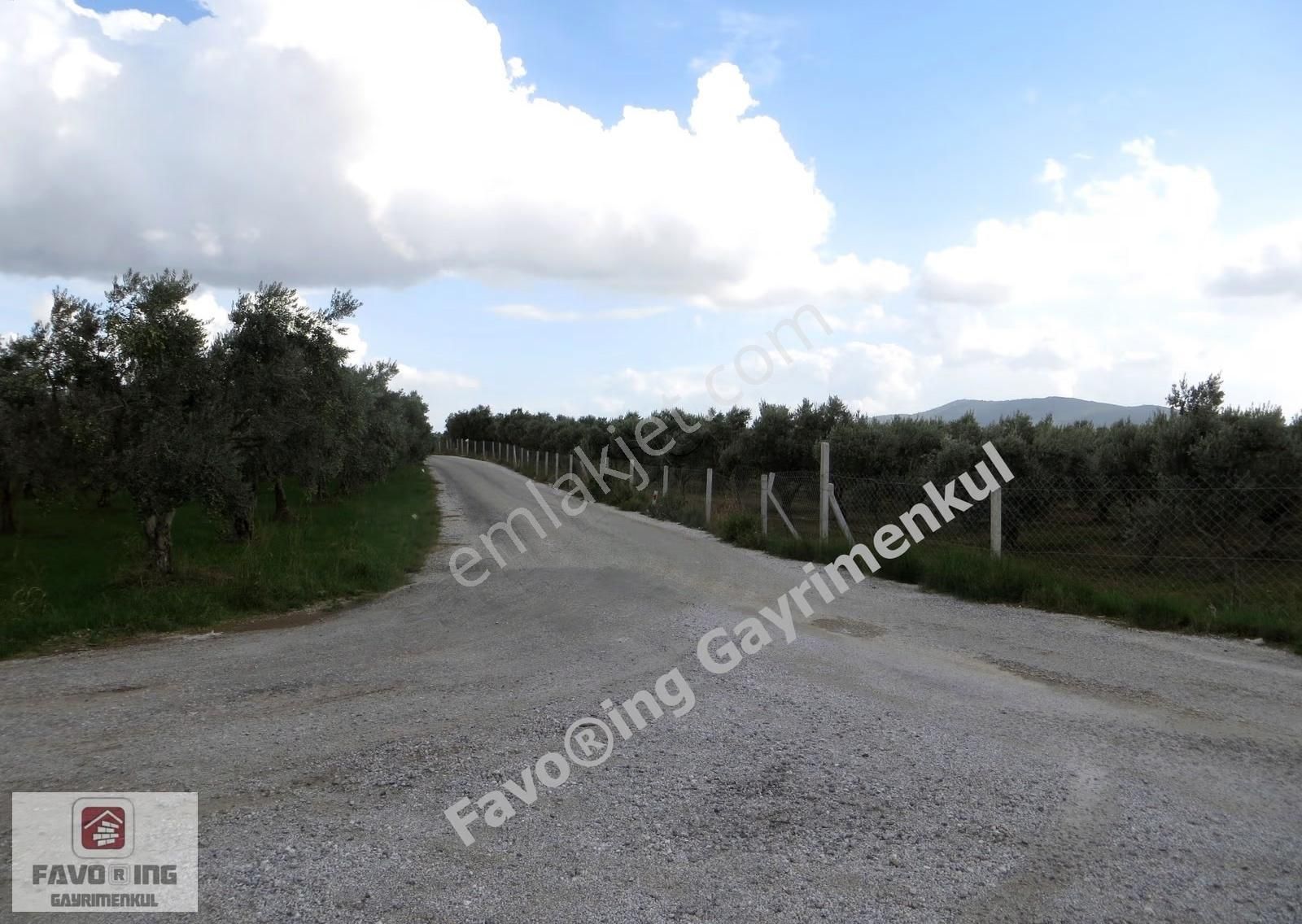 Torbalı Çapak | Anayola 1 Km. | 12.750 M2 Satılık Zeytinlik - Görsel 16