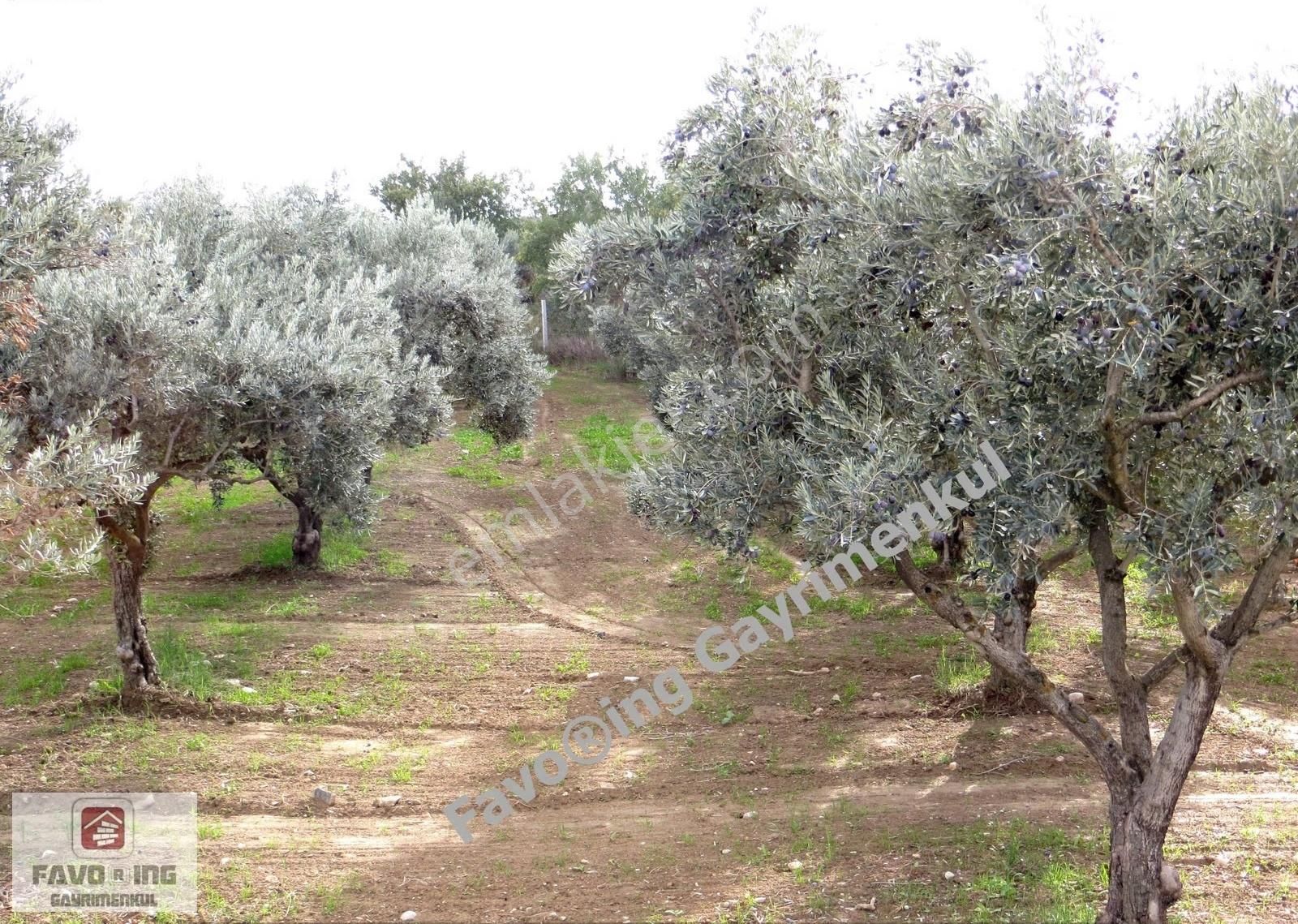 Torbalı Çapak | Anayola 1 Km. | 12.750 M2 Satılık Zeytinlik - Görsel 10