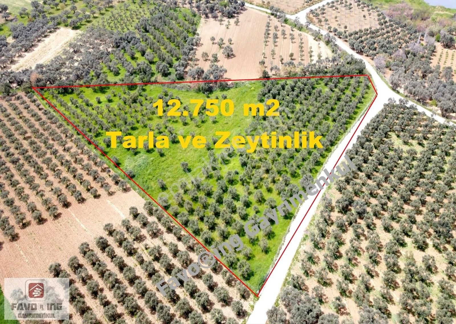 Torbalı Çapak | Anayola 1 Km. | 12.750 M2 Satılık Zeytinlik - Görsel 11