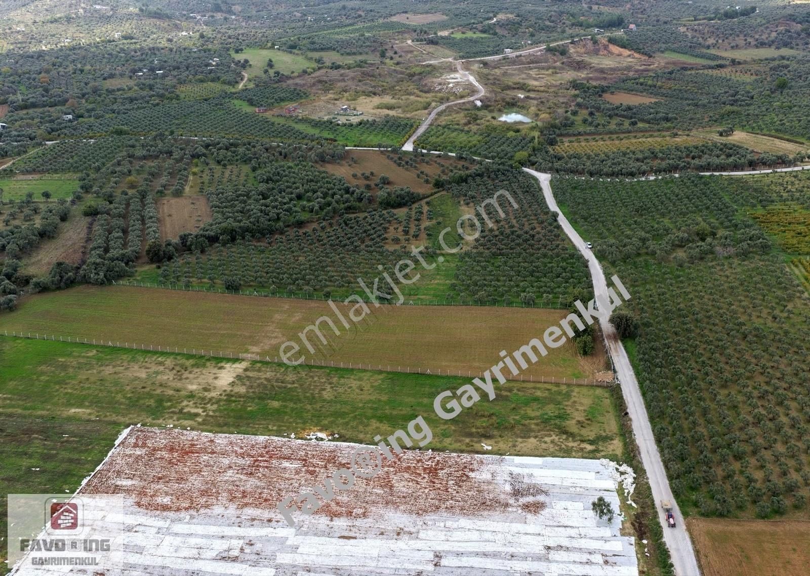 Torbalı Çapak | Anayola 1 Km. | 12.750 M2 Satılık Zeytinlik - Görsel 12