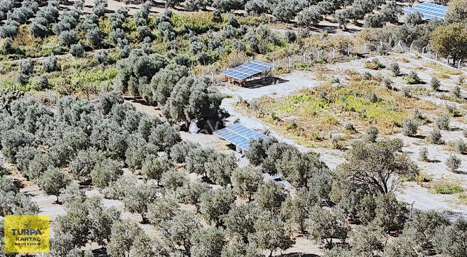 Didim'de 20 Dönüm Zeytinlik - Görsel 2