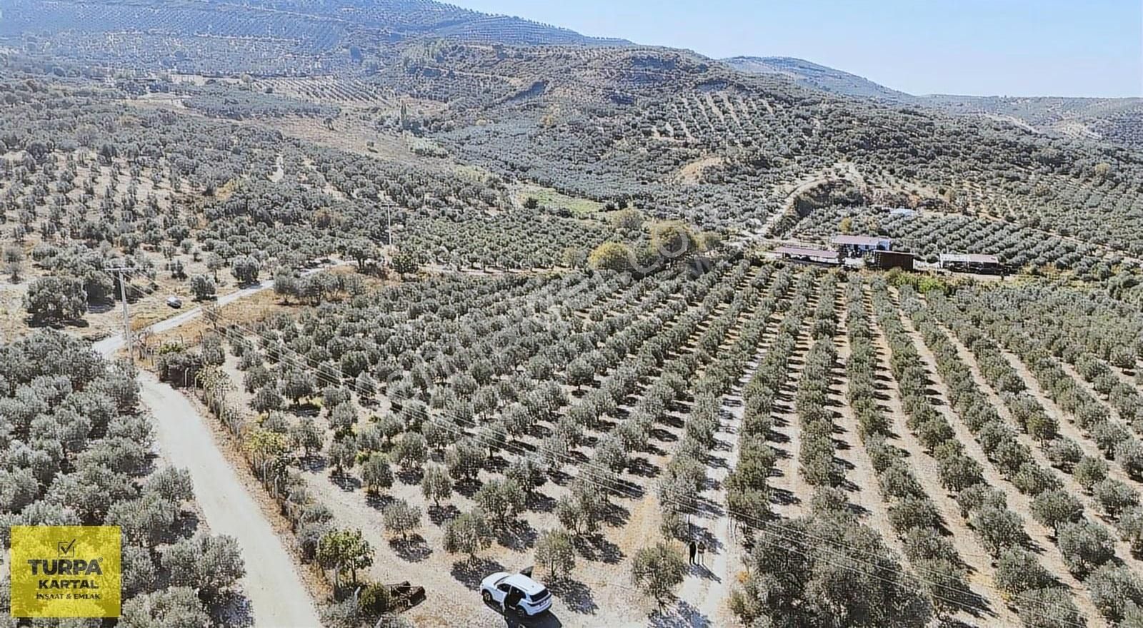 Didim'de 20 Dönüm Zeytinlik - Görsel 5