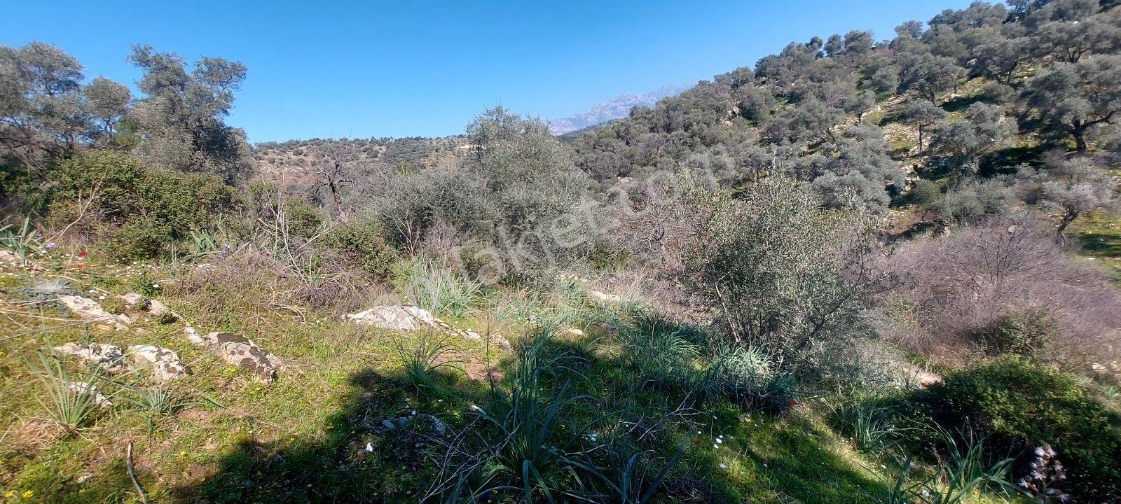 Bafa Köyünde Kadastrol Yolu Olan Zeytinlik 639 M2 - Görsel 2