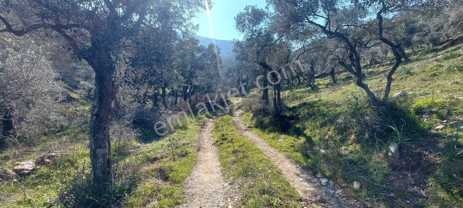 Bafa Köyünde Kadastrol Yolu Olan Zeytinlik 639 M2 - Görsel 3