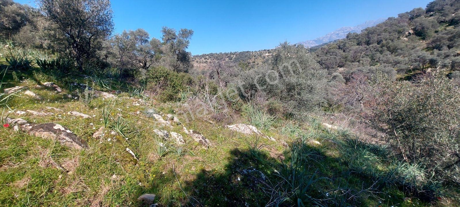 Bafa Köyünde Kadastrol Yolu Olan Zeytinlik 639 M2 - Görsel 8