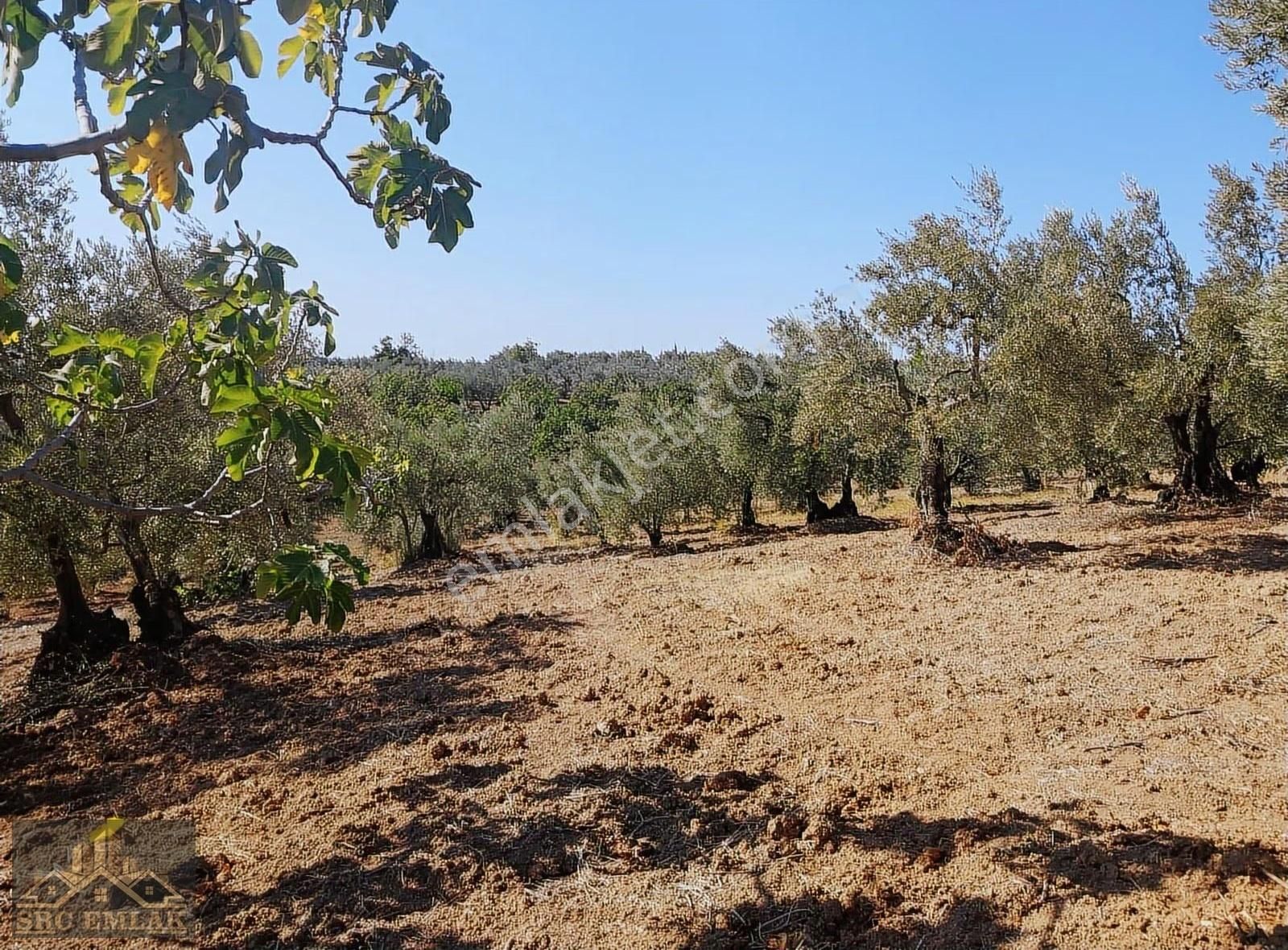 Bursa Osmangazi Çaglayan Köyde Yatırımlık Zeytin Ve İncirlik - Görsel 23