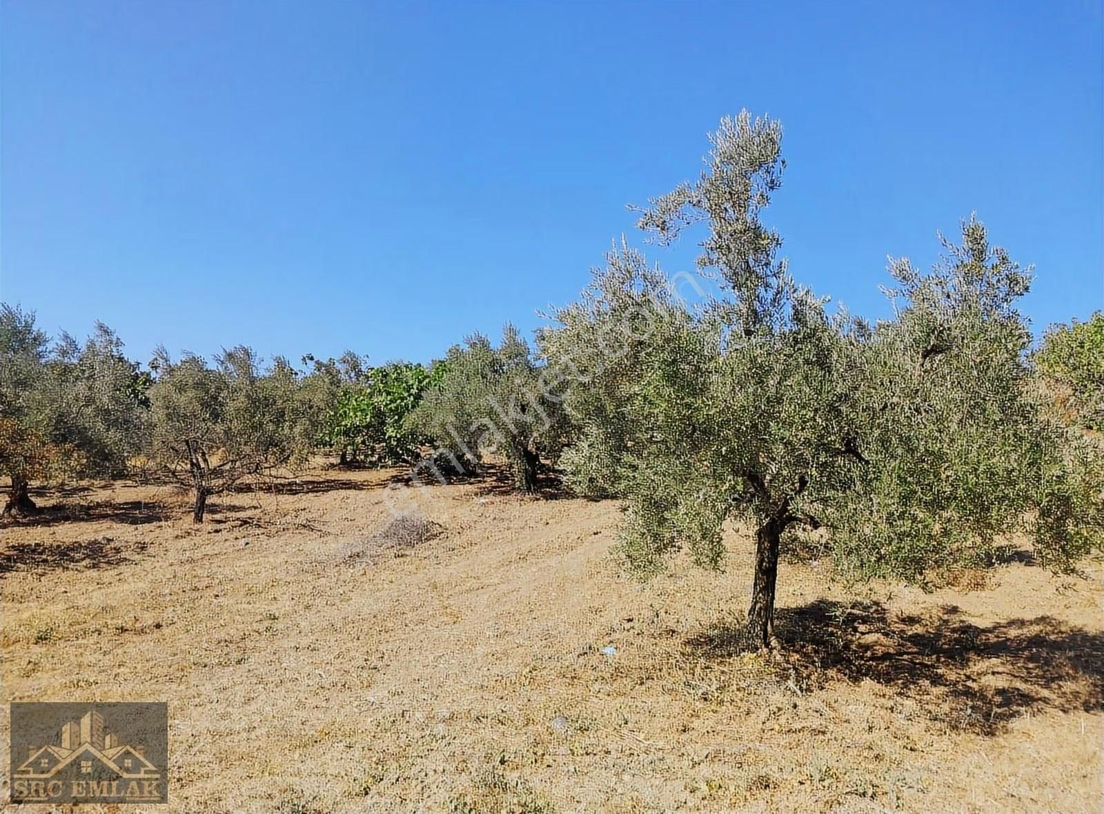 Bursa Osmangazi Çaglayan Köyde Yatırımlık Zeytin Ve İncirlik - Görsel 5