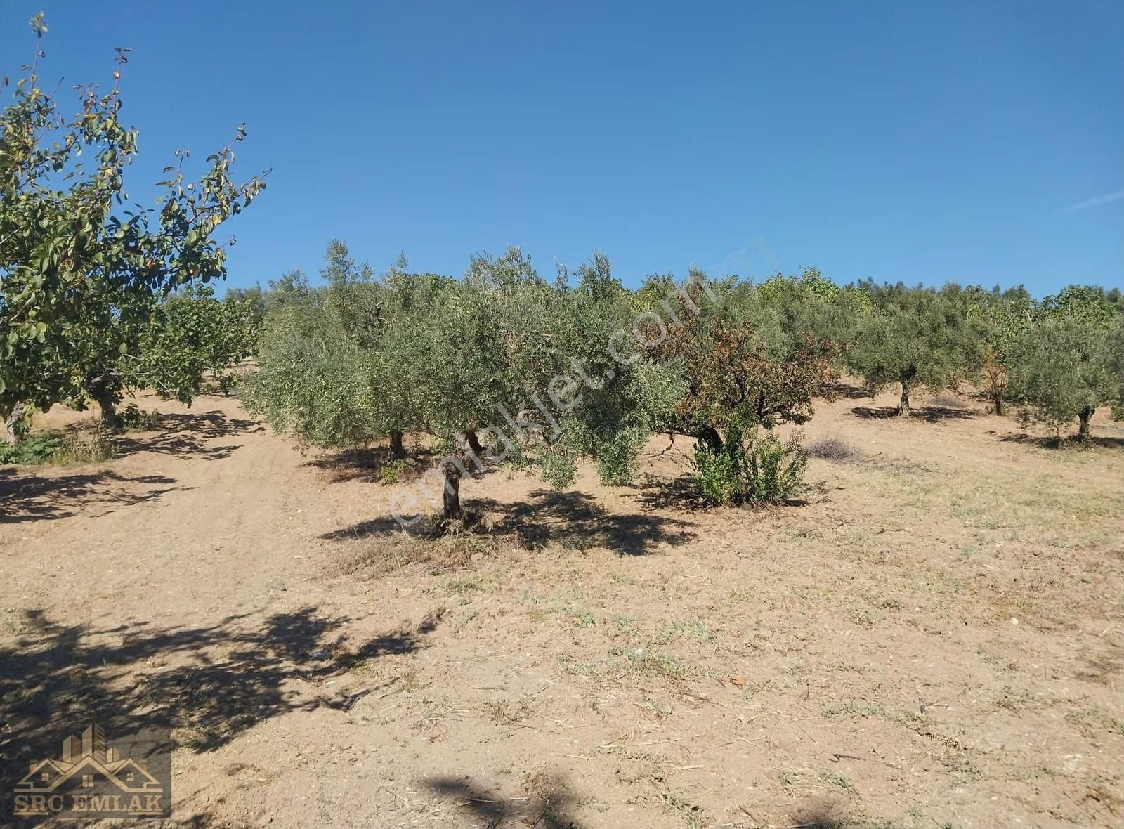 Bursa Osmangazi Çaglayan Köyde Yatırımlık Zeytin Ve İncirlik - Görsel 3