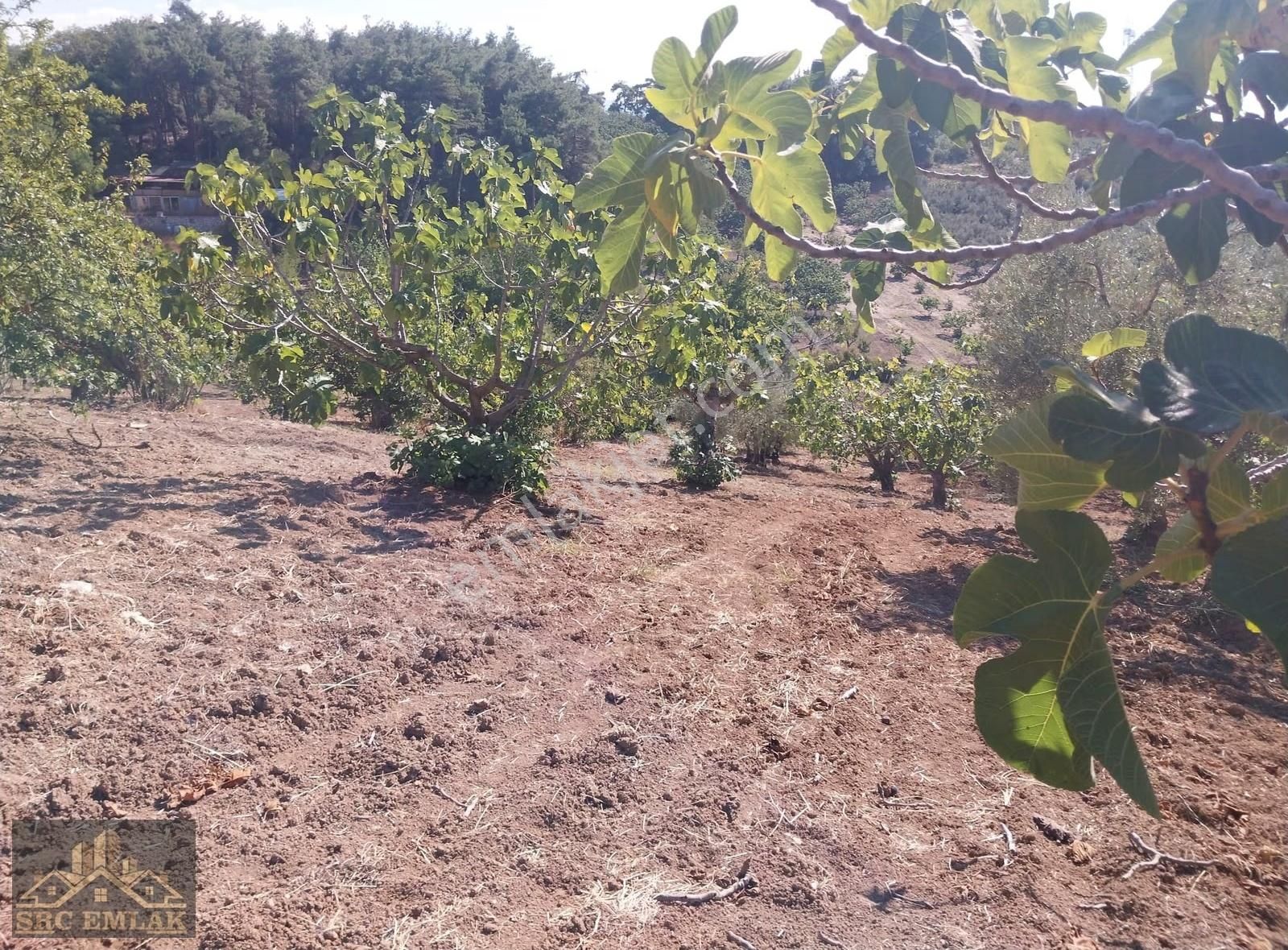 Bursa Osmangazi Çaglayan Köyde Yatırımlık Zeytin Ve İncirlik - Görsel 24