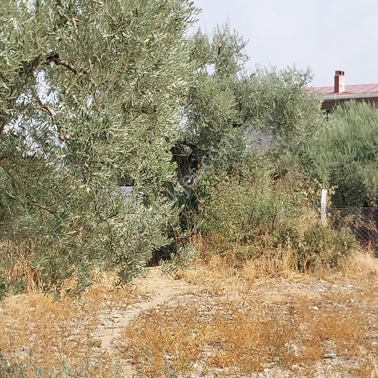 Turpa'dan İzmir Kemalpaşa'da Satılık Zeytin Ve Kiraz Bahçesi - Görsel 10