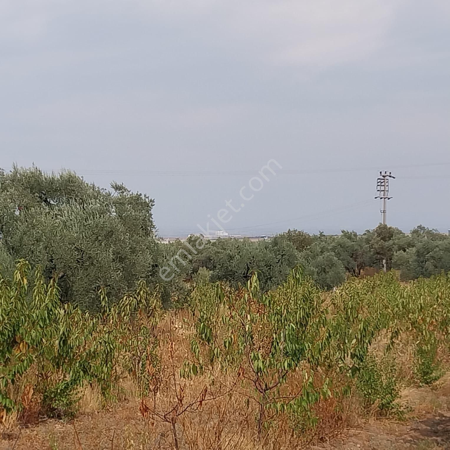 Turpa'dan İzmir Kemalpaşa'da Satılık Zeytin Ve Kiraz Bahçesi - Görsel 14
