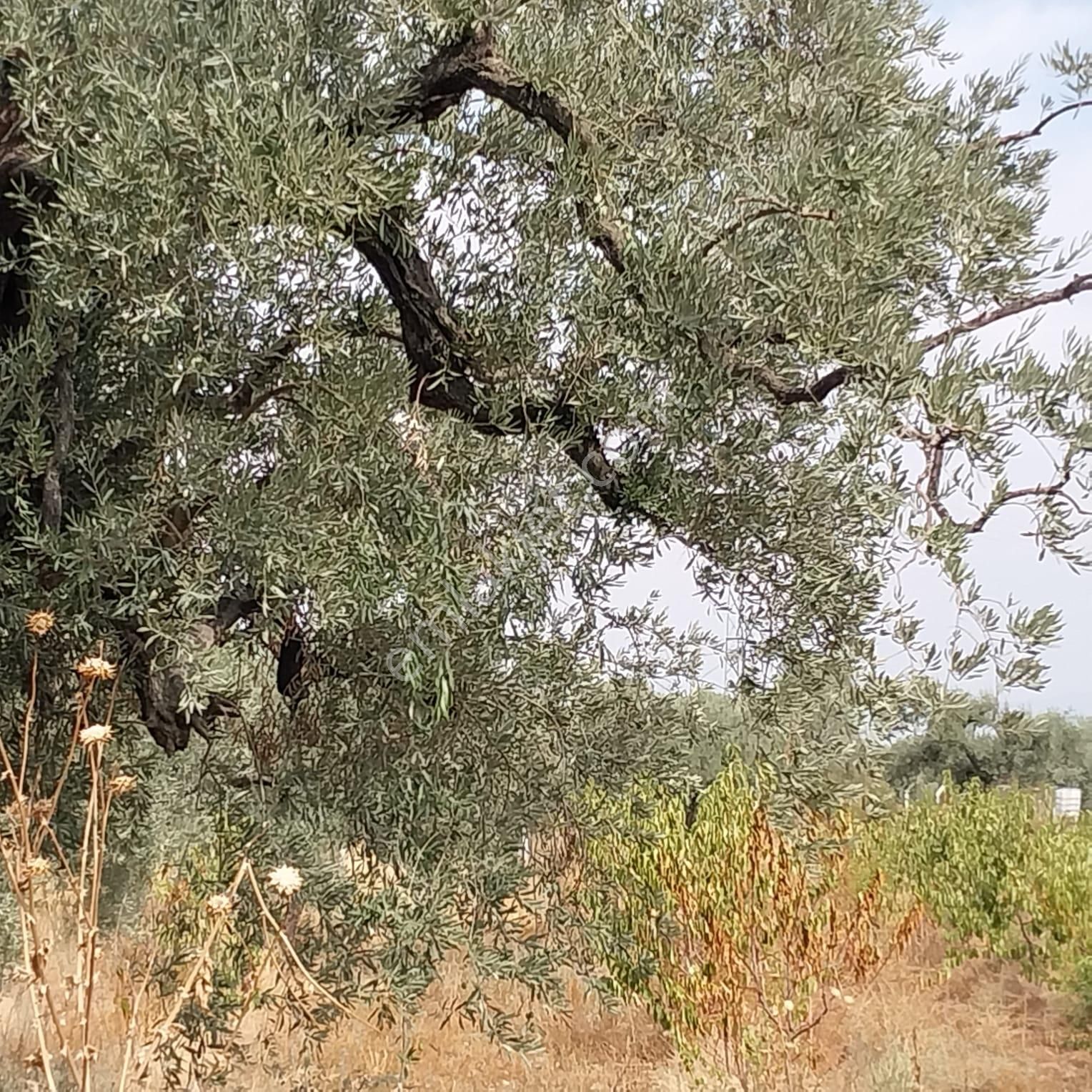 Turpa'dan İzmir Kemalpaşa'da Satılık Zeytin Ve Kiraz Bahçesi - Görsel 6