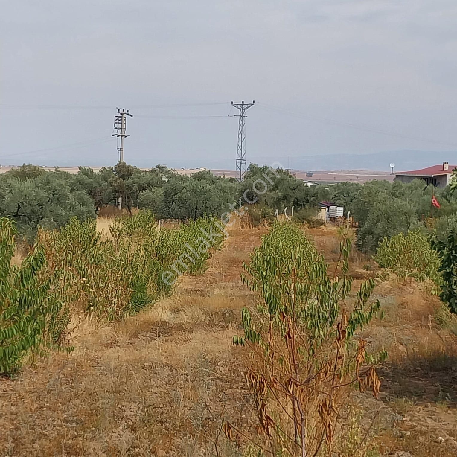 Turpa'dan İzmir Kemalpaşa'da Satılık Zeytin Ve Kiraz Bahçesi - Görsel 2